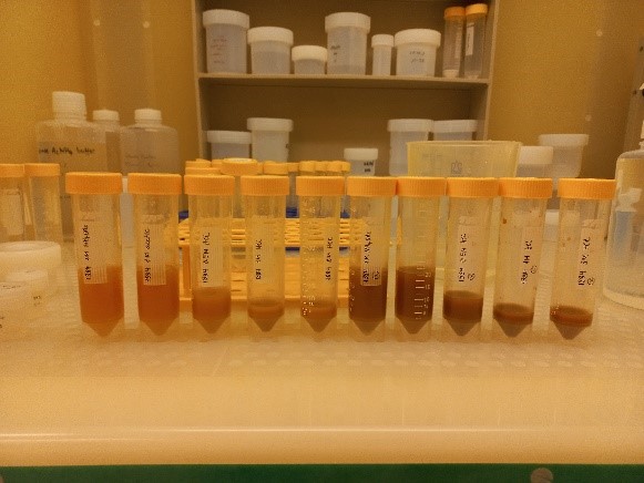 Reductive cleaning and leaching experiment with carbonates. Lighter coloured samples on the left underwent a reductive cleaning procedure that removes Mn-oxides.